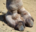 Camel  is an ungulate within the genus Camelus foot Royalty Free Stock Photo