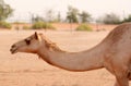 Camel in United Arab Emairates.