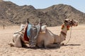 Camel used for desert safari in Egypt