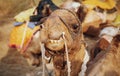 Camel close up head view in selective focus shot at the Thar desert, Jaisalmer, Rajasthan India.