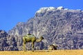 Camel Valley of Moon Wadi Rum Jordan Royalty Free Stock Photo