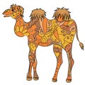 Camel Royalty Free Stock Photo