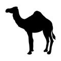 Camel vector illustration black silhouette