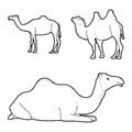 Camel Vector Illustration Hand Drawn Animal Cartoon Art Royalty Free Stock Photo