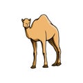 Camel vector illustration. Vector hand drawn camel. Camels for Arabian animals. Camel for desert animals. Camel design element for