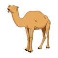 Camel vector illustration on white, cartoon, animal cartoon Royalty Free Stock Photo