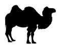 Camel vector silhouette isolated on white. Royalty Free Stock Photo