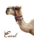 Camel Vector watercolor. Cute animal isolated on white backgrounds Royalty Free Stock Photo