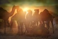 Camel vendors from the city of Pushkar,Pushkar Mela Royalty Free Stock Photo