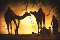 Camel vendors from the city of Pushkar,Pushkar Mela