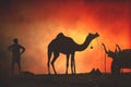 Camel vendors from the city of Pushkar,Pushkar Mela