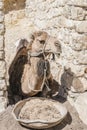 Camel in the village Royalty Free Stock Photo