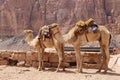 Camel in the Wadi Rum Desert (also known as The Valley of the Moon), Jordan Royalty Free Stock Photo