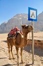 Camel in Wadi Rum desert, Jordan Royalty Free Stock Photo