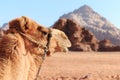 Camel in the Wadi Rum desert, Jordan, at sunset Royalty Free Stock Photo
