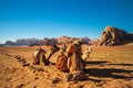 camel in the wadi rum desert, southern jordan Royalty Free Stock Photo