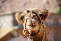 Camel in Wadi Rum (Jordan) Royalty Free Stock Photo