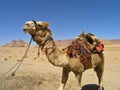 Camel, Wadi Rum JORDAN