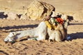 Camel Wadi Rum Jordan Royalty Free Stock Photo