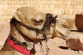 Camel Royalty Free Stock Photo