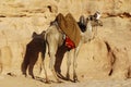 Camel Royalty Free Stock Photo