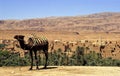 Camel waiting Royalty Free Stock Photo