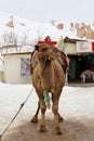 Camel waiting for tourists