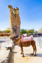 Camel waiting for tourists GÃÂ¶reme Open Air Museum  Cappadocia Turkey Royalty Free Stock Photo