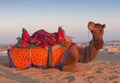 Camel waiting tourists for riding over dunes in Thar desert near Jaisalmer, Rajasthan, India Royalty Free Stock Photo