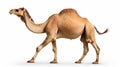 camel waling isolated on white background with clipping path include shadow. Generative AI