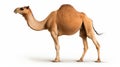 camel waling isolated on white background with clipping path include shadow. Generative AI