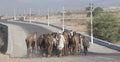 Camel walk on the highway Royalty Free Stock Photo