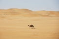 Camel walking against sand dunes in desert landscape Royalty Free Stock Photo