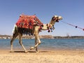 Camel walking