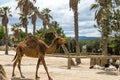 Camel Walking and Blackhead Persian Sheeps Lying Down in Sigean Wildlife Safari Park in France