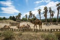 Camel Walking and Blackhead Persian Sheeps Lying Down in Sigean Wildlife Safari Park in France