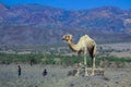 One Camel on the Desert Road to Djibouti City