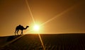 Camel walking in Dubai Desert Royalty Free Stock Photo