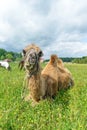 Camel walking in the field Royalty Free Stock Photo