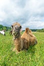 Camel walking in the field