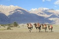 Camel walking at Hunder village in Himalayas, Nubra Valley, Lada