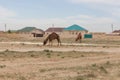 Camel walking near the village in the Ustyurt Plateau. District of Boszhir. The bottom of a dry ocean Tethys. Rocky remnants.