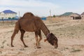 Camel walking near the village in the Ustyurt Plateau. District of Boszhir. The bottom of a dry ocean Tethys. Rocky remnants. Royalty Free Stock Photo