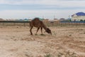 Camel walking near the village in the Ustyurt Plateau. District of Boszhir. The bottom of a dry ocean Tethys. Rocky remnants. Royalty Free Stock Photo