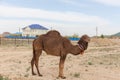 Camel walking near the village in the Ustyurt Plateau. District of Boszhir. The bottom of a dry ocean Tethys. Rocky remnants. Royalty Free Stock Photo