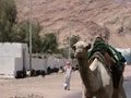 Camel walking on street in Egypt