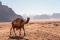 A camel walking in Wadi Rum red desert in Jordan, Arab Royalty Free Stock Photo