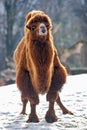 Camel walks in the snow Royalty Free Stock Photo