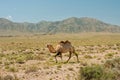 Camel walks in the wilderness against the mountain Royalty Free Stock Photo