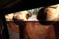 A camel wants to stick its head through the car window Royalty Free Stock Photo